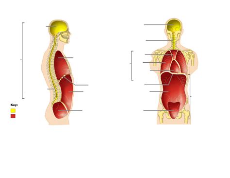 Body Cavities Lateral And Anterior View Diagram Quizlet