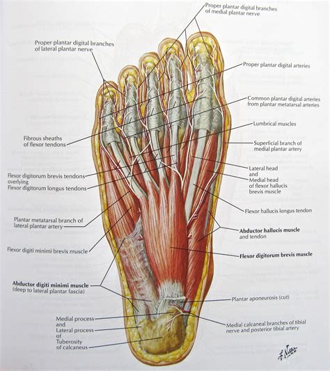 Massaging Our Sole For Over All Health Personal Treynerwelcome To