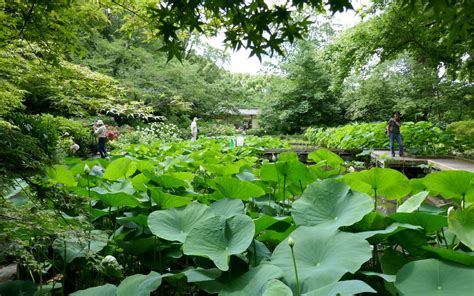 Kyoto Botanical Gardens Japannanna