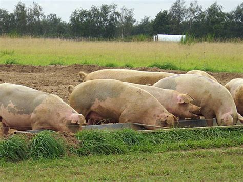 550 Pig In Trough Stock Photos Pictures And Royalty Free Images Istock