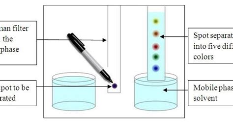 Separation Of A Mixture By Paper Chromatography