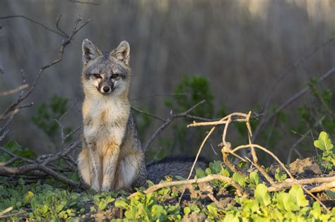 The Bays Adorable Gray Foxes Are Trapped In—and Dying By Casey O