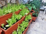 Come fare un orto in casa: materiale, attrezzi, piante da coltivare e ...