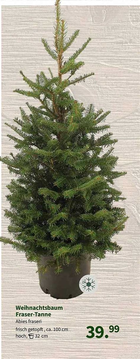 Weihnachtsbaum Fraser Tanne Angebot Bei Pflanzen Mauk