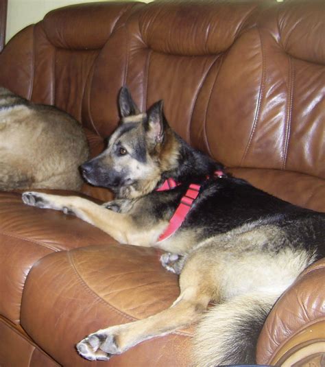 Rosita 2 Year Old Female German Shepherd Dog Dog For Adoption