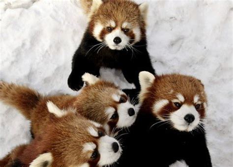 Red Pandas Are Cute Fluffy And In Danger