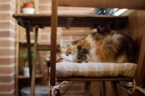 10 Tips To Create A Safe And Cat Proof Balcony Tractive