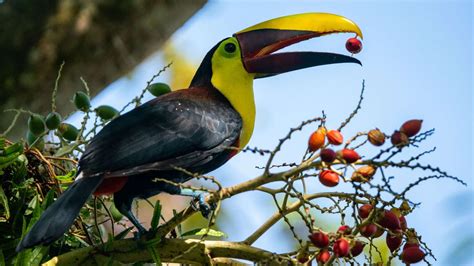 Costa Rica Une Faune Exceptionnelle Dans Un Paradis Préservé Faune
