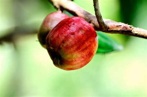 Use it for apple trees, pear trees, plums,. The Kambatik Park, Bintulu.: The Malay Apple tree is ...