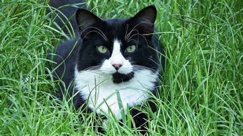 Black And White Cat With Green Eyes Photograph By Cathy Harper