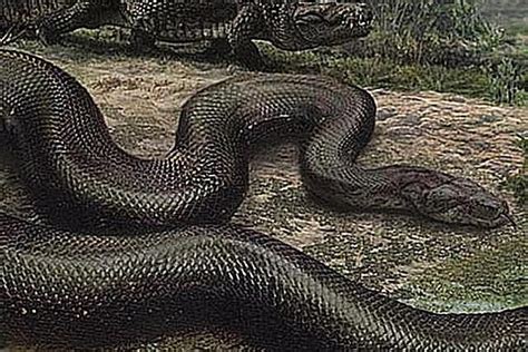 Pictures And Profiles Of Prehistoric Snakes