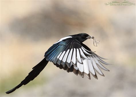 Black Billed Magpie Flying