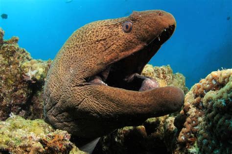 Moray Eel Very Powerful Jaws Capable Of Biting Off A Human Finger