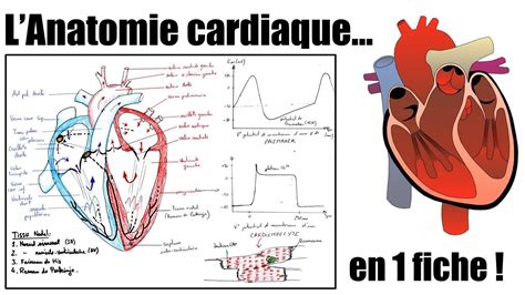 Fiche Réaliser Un Schéma Anatomique Du Cœur Humain Youtube