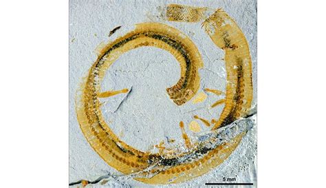 Infested Fossil Worms Show Ancient Example Of Symbiosis Natural