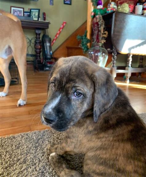 Puppies are in high demand and there is a wait list, call or email us to get on the list. Puppies Available for Adoption in Vermont | Passion 4 Paws ...