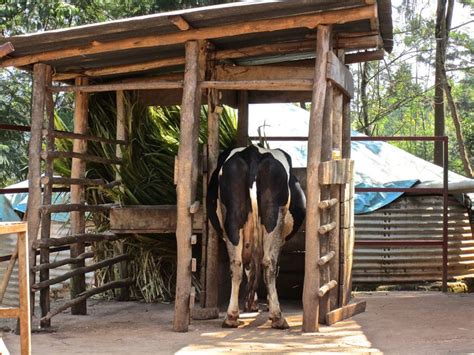 Very Diy Looking Milking Shed Cow Shed Design Cow House Cow Shed