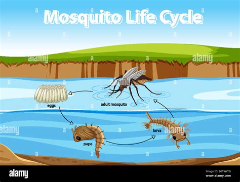Diagram Showing Mosquito Life Cycle Stock Vector Image And Art Alamy