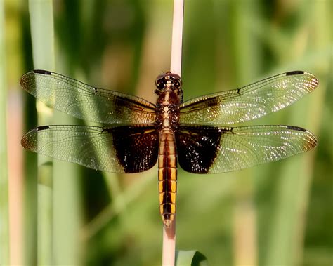 Dragonfly Dlco4 Flickr
