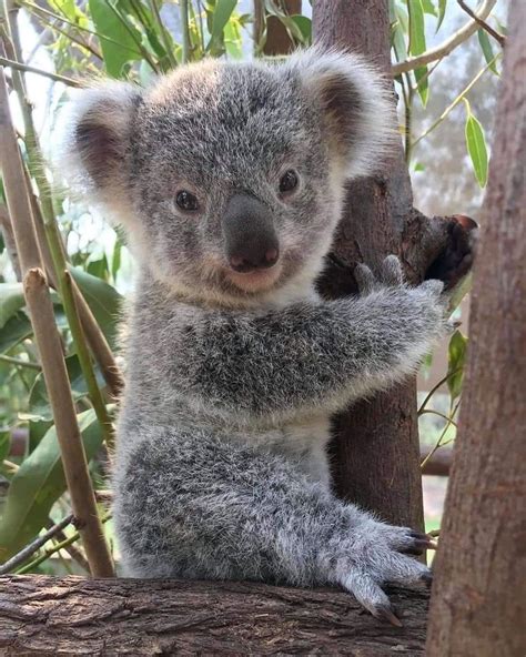 Pin Di Barbara Rathmanner Su Koalas Fotografia Di Animali Animali