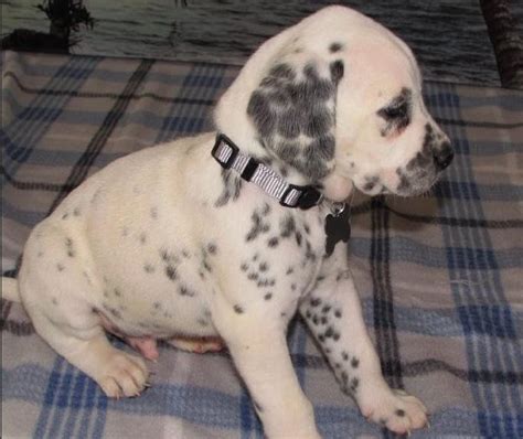 High to low nearest first. Dalmatian Puppy For Sale, Dogs, for Sale, Price