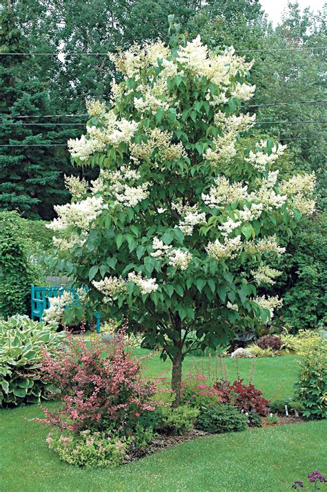 Gary Church Japanese Lilac Tree Hardy Enough To Survive In Cement
