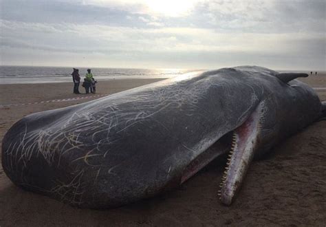 Tragic Pictures Show Three Dead Sperm Whales Washed Up On Uk Beach Hours After Another Was