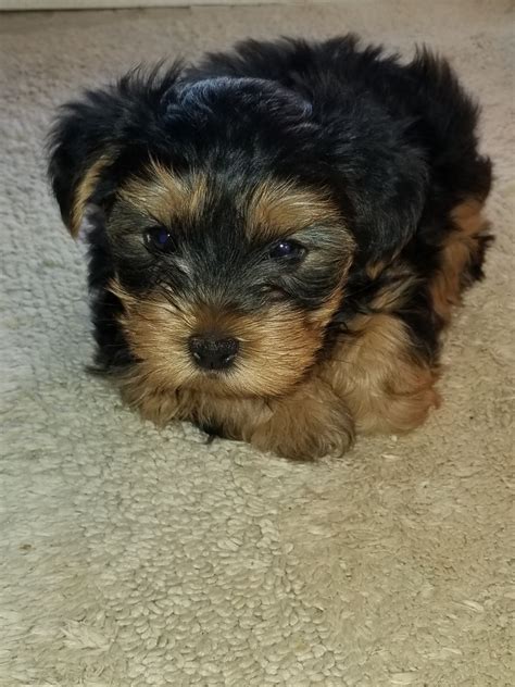 Morkies, morkie puppies, and the morkie: Morkie Puppies For Sale | Ivor, VA #324790 | Petzlover