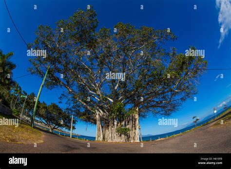 Banyan Tree On Magnetic Islandqueenslandaustralia Stock Photo Alamy