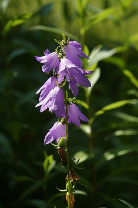 Hated Perennials Bellflower Shifting Roots