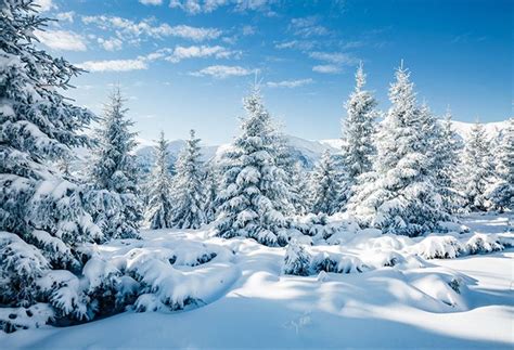 Snowscape Backdrop Winter Tree Snow Scenes Photography Background For