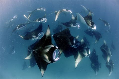 Maldivian Manta Ray Project Maldives — Manta Trust