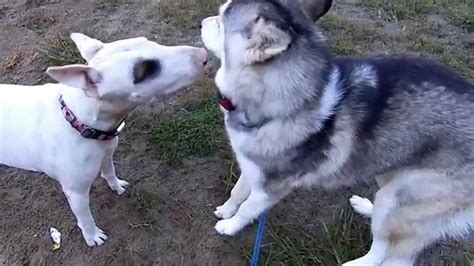 Dog Behaviourfear Postutring Young Siberian Husky