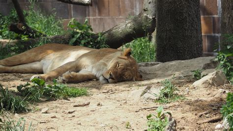 Free Images Nature Animal Wildlife Zoo Fur Sleeping Africa