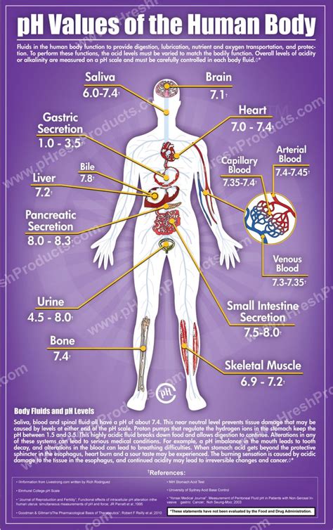 Its nominal value of ph = 7.4 is regulated very accurately by the body. Ph values of the human body | Medical education, Medical ...