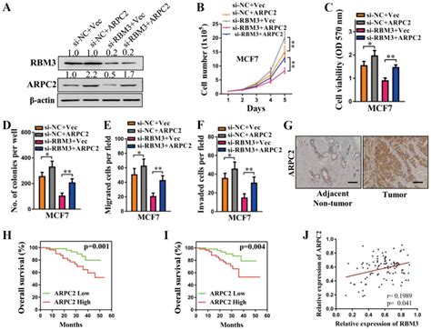RBM Upregulates ARPC By Binding The UTR And Contributes To Breast