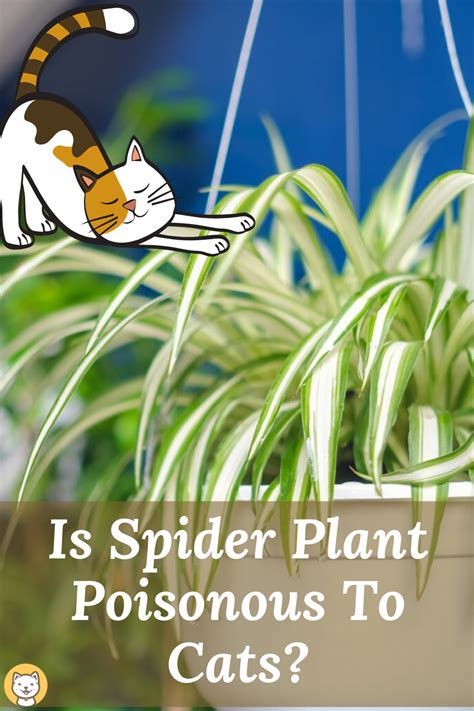 According to the american society of the prevention of cruelty to animals, amaryllis (hippeastrum), dieffenbachia and grass palm (cordyline australis) are among plants often grown inside that are poisonous to cats. Is Spider Plant Poisonous To Cats? in 2020 | Spider plants ...