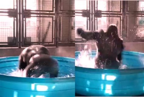 Watch Viral Gorilla Dancing In Tub Gets Viral