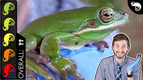 Green Tree Frog The Best Pet Amphibian Youtube