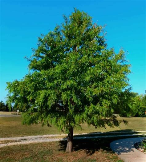 Say Green All Year With The Best Evergreen Trees Properly Rooted