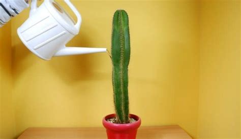 How often to water plants indoors depends on your houseplants and growing conditions. How Often Should You Water A Cactus - Gardening Dream