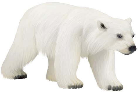 Free Polar Bear Clip Art Download Free Polar Bear Clip Art Png Images