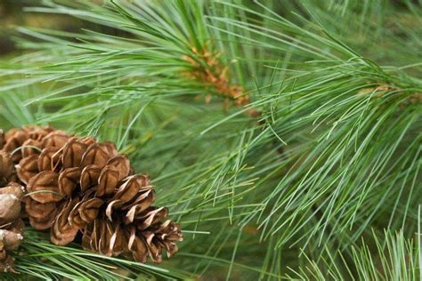 100 Organic Pine Needle Pine Needle Fresh Pine Needle Etsy