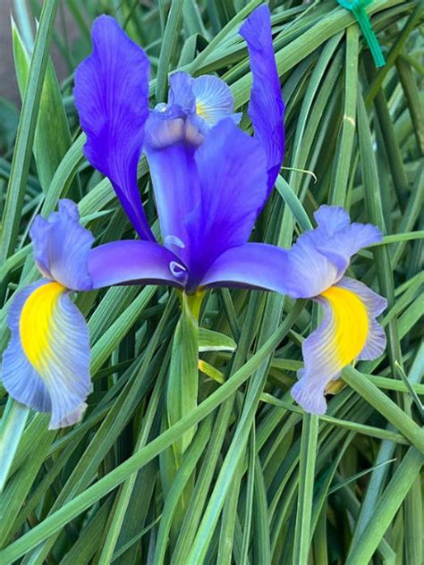 How To Grow Irises Iris Planting Guide Phoenix Gardening