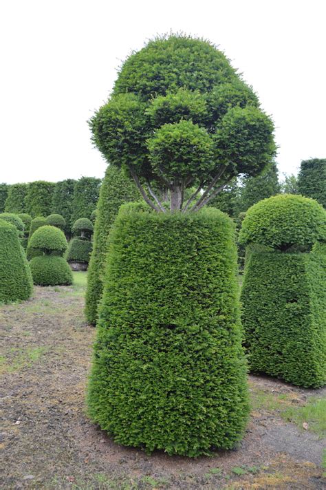 Topiary Specimens Valley Plants