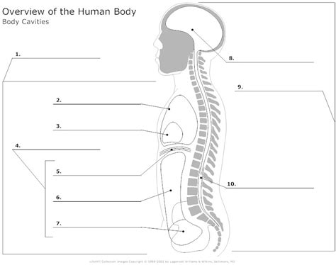 Use these free nervous system diagram png for your personal projects or designs. 12 Best Images of Human Anatomy Worksheets - Printable ...