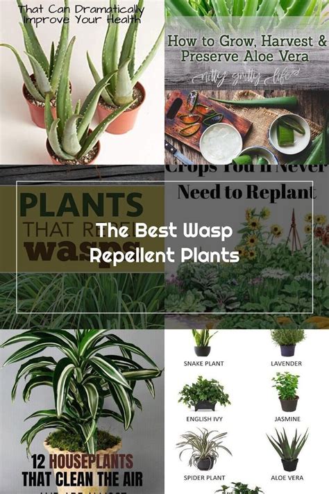 The Best Wasp Repellent Plants Five Spot Green Living Modern Design