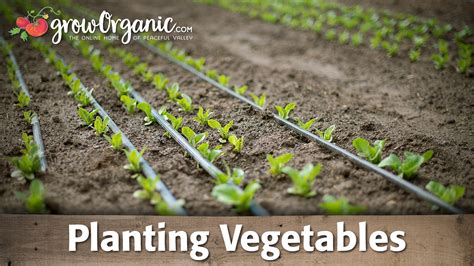 Planting Vegetables Youtube