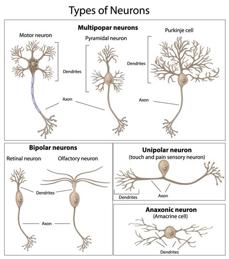 The Neuron External Structure And Classification Interactive Biology With Leslie Samuel