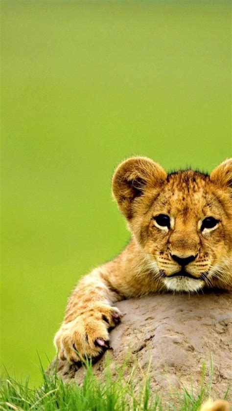 Free Download Cute Lion Baby Animal Wallpaper Hd